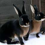 image for 🔥 Black Otter Rex Rabbits