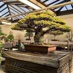 image for 400-year-old bonsai tree that survived the bombing of Hiroshima.