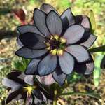 image for Black Lotus blooming