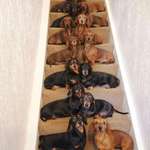 image for A teen gets his 16 dachshunds to pose for a photo