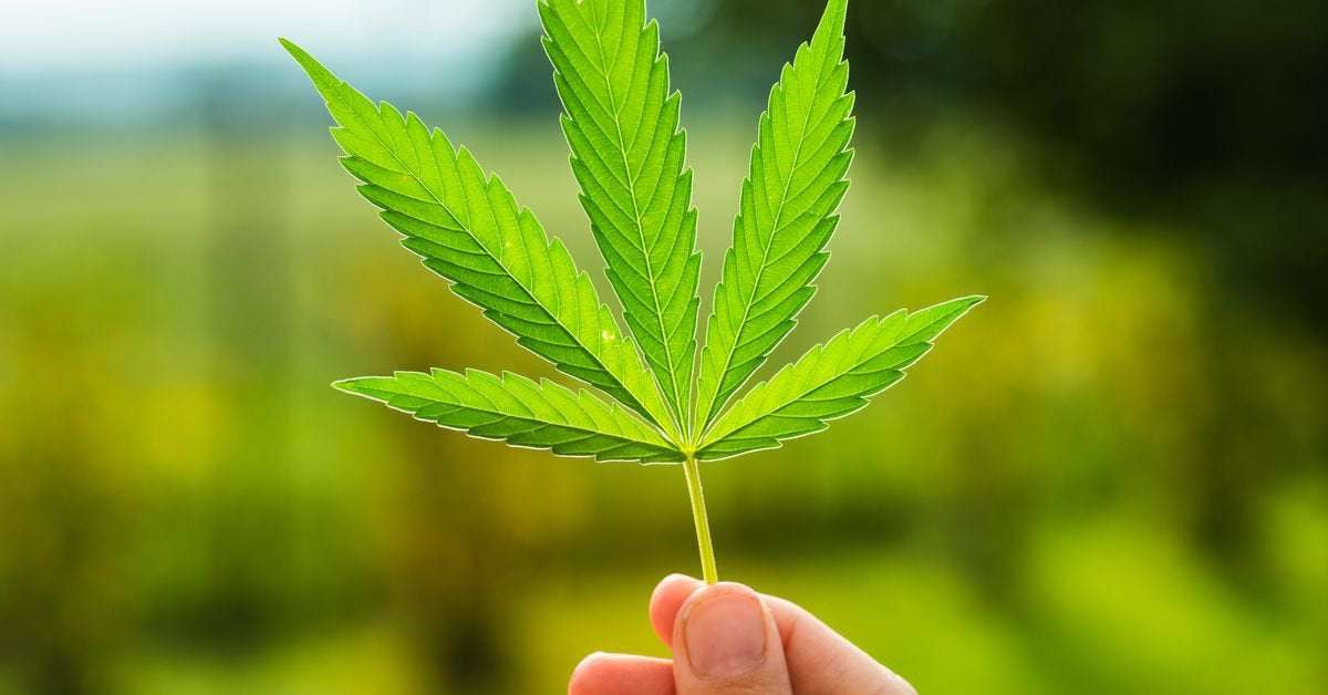 image for Hawaii has decriminalized marijuana