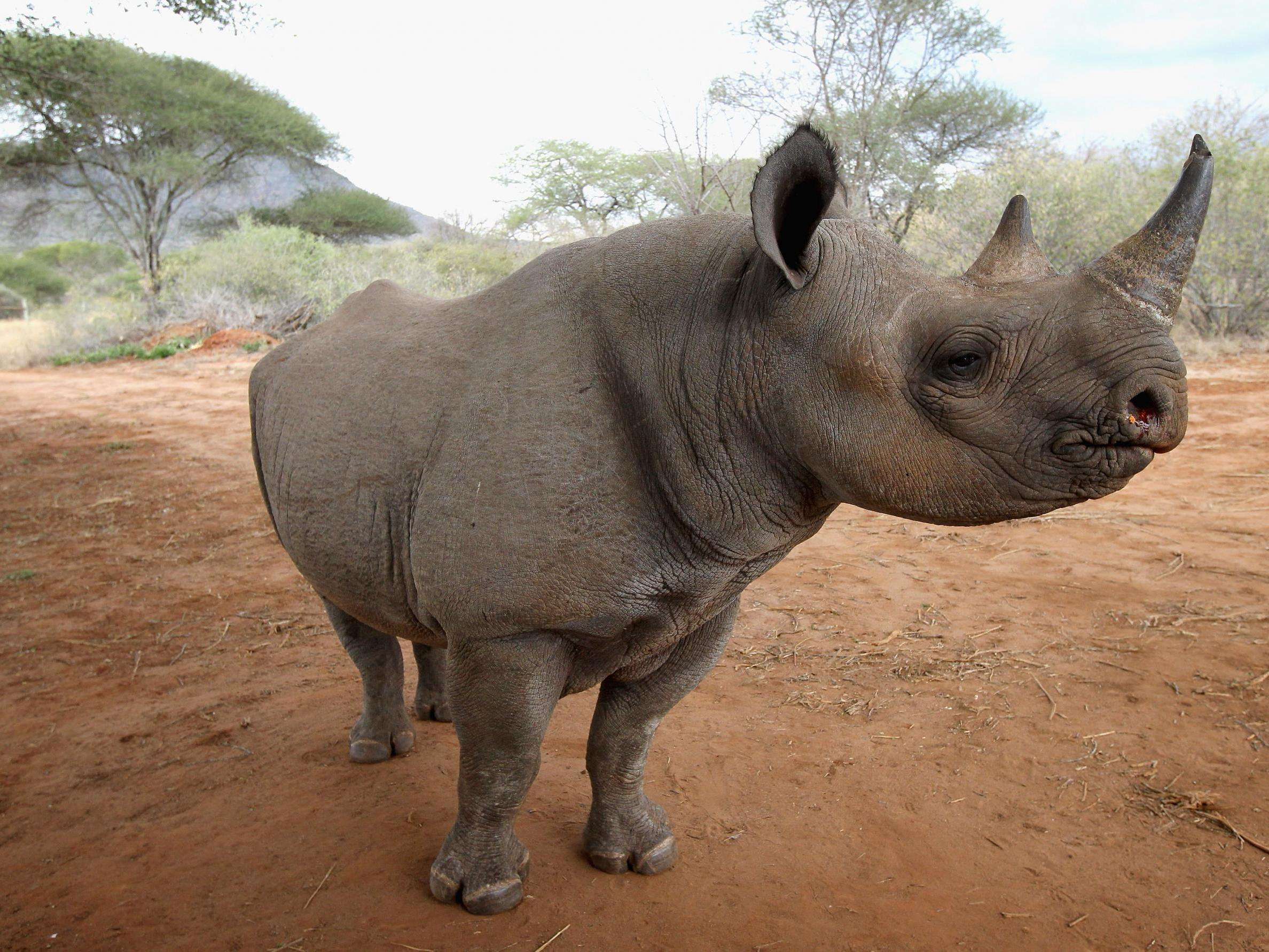 image for Endangered rhino numbers ‘soar by 1,000%’ in Tanzania