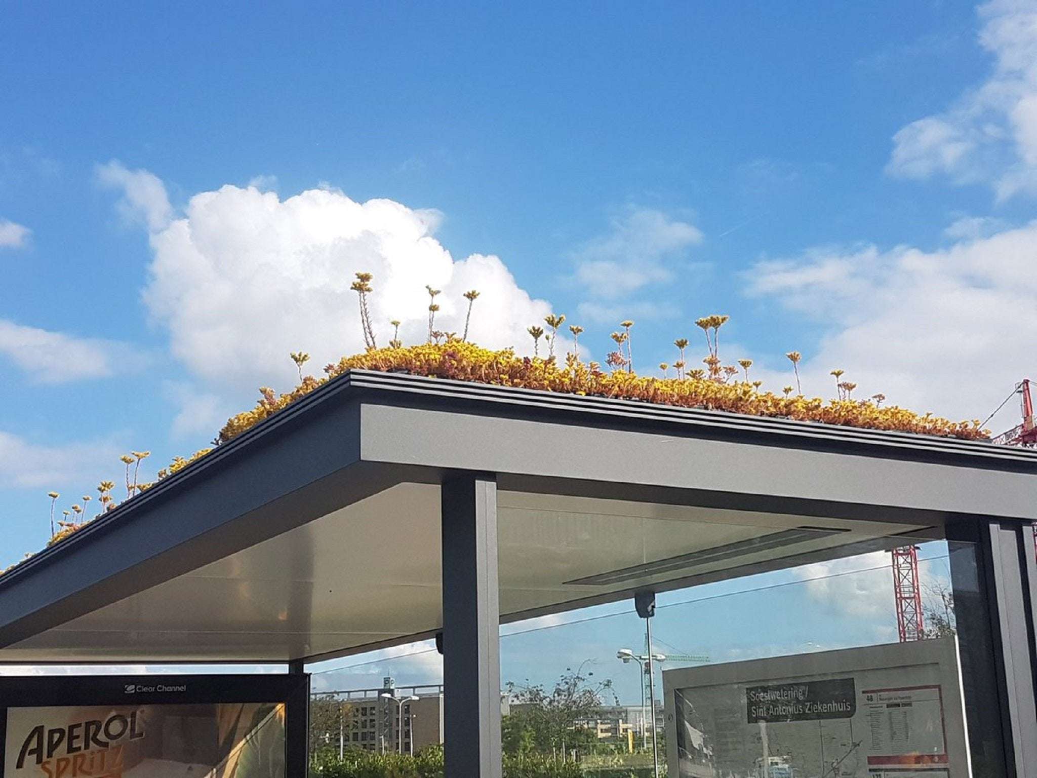 image for Holland covers hundreds of bus stops with plants as gift to honeybees
