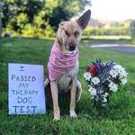 image for Maggie is now a certified therapy dog!