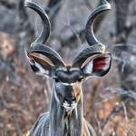 image for Supermodel antelope (kudu) if I have ever seen one