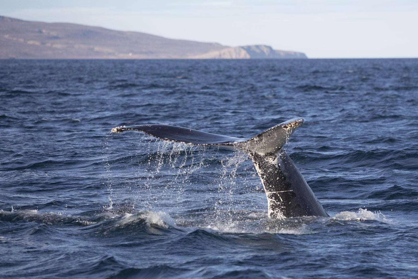 image for What Are Icelanders Talking About?: Whales, Sugar And A Naval Base - The Reykjavik Grapevine