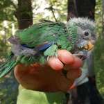 image for 150 kākāriki karaka chicks have hatched this season, potentially doubling the this rare birds population