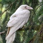 image for ðŸ”¥ Rare White Raven spotted on Vancouver Island, Canada ðŸ”¥