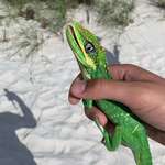 image for What is this Lizard? It bit me on a beach in Naples, FL