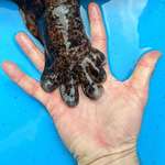 image for Giant Japanese Salamander’s chonky paws