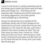 image for Wholesome bees