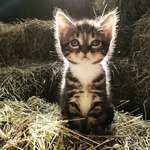image for One of 8 Kittens that live in our barn!