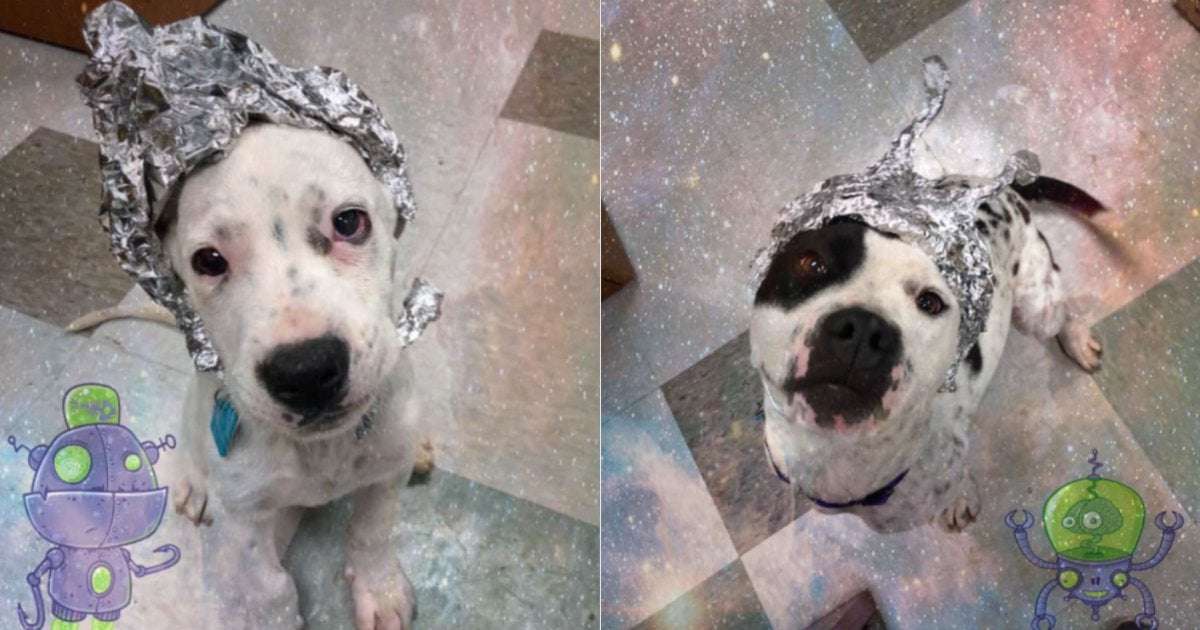 image for Oklahoma animal shelter encourages Area 51 fans to "storm our shelter"