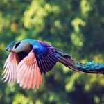 image for 🔥 A Peacock in Flight Looks Stunning 🔥