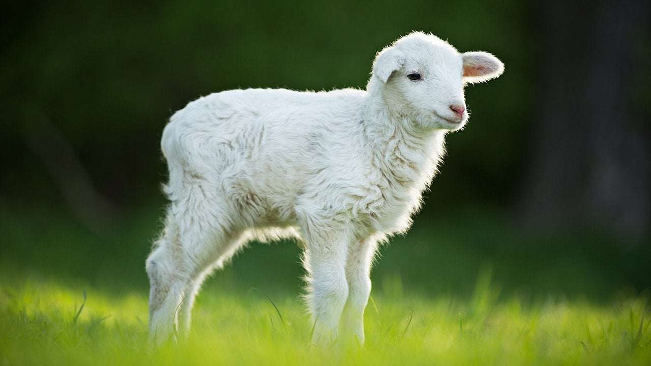 image for Award-winning lamb under investigation for performance-enhancing drugs