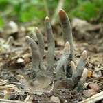 image for Xylaria Polymorpha is a saprobic fungus commonly known as dead man’s fingers