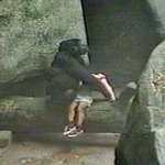 image for In 1996 at Brookfield Zoo, Illinois, a 3 year old boy fell into the gorilla enclosure suffering multiple injuries from the 20ft fall. Binti Jua the gorilla pictured, carefully cradled him in her arms and carried him to the service entrance so that the boy could be saved