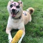 image for Taka is currently in training to become a therapy dog for burn units. His life experiences make him uniquely qualified to show that there's light at the end of the tunnel for burn victims.