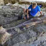 image for 140 million year old, 500kg dinosaur femur discovered in France