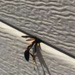 image for Wasps head got crushed in between the garage door panels when I closed it