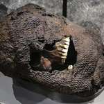 image for Skull still in chainmail from Battle of Visby, 1361