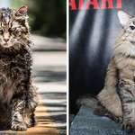 image for Stephen King’s Pet Sematary Remake Had Cats From Shelters Who Were Trained To Become Cat Actors