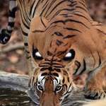 image for 🔥 Tiger showing “eyespots” while drinking