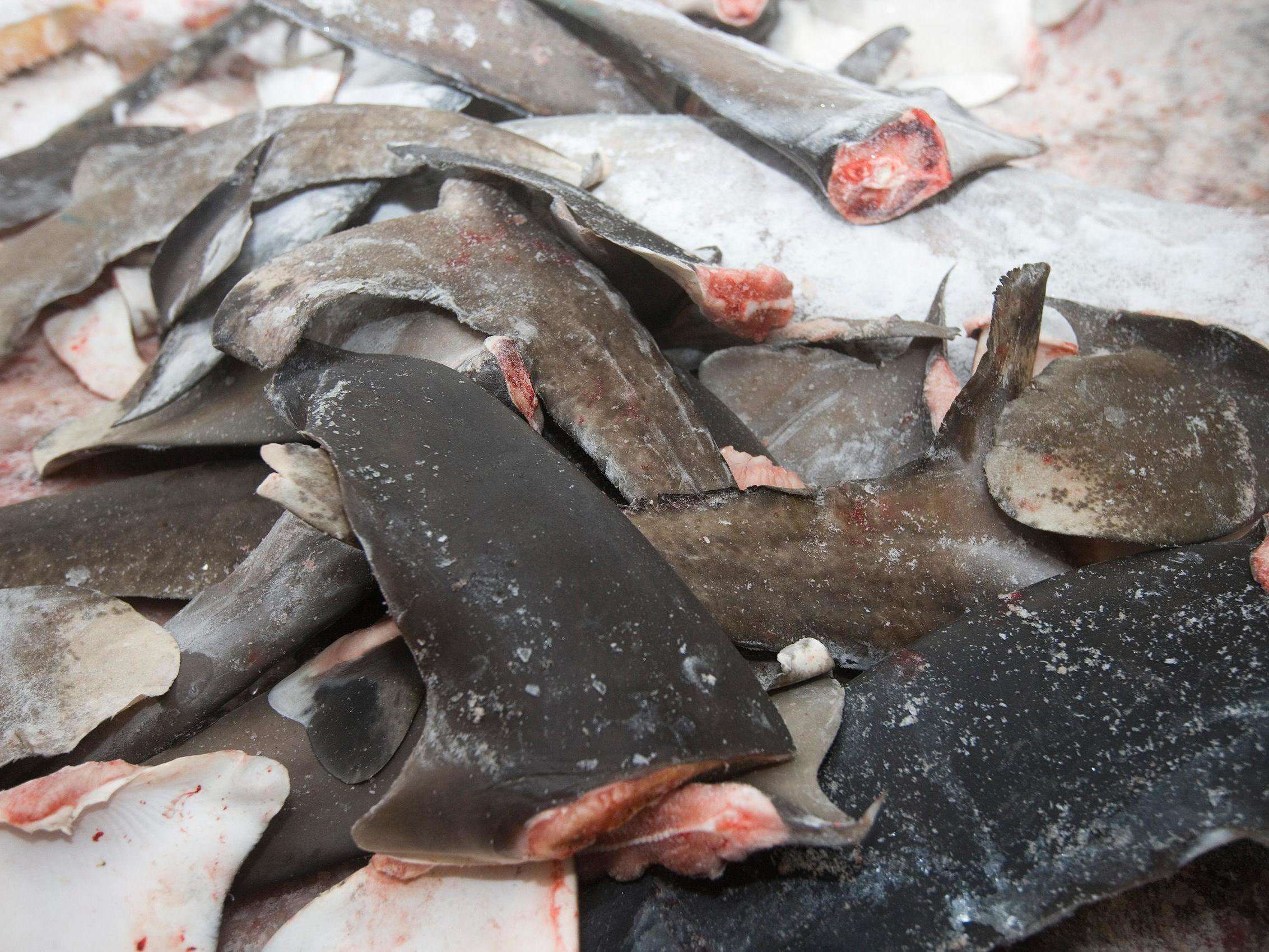 image for Britain exports more than 50 tonnes of shark fins in two years