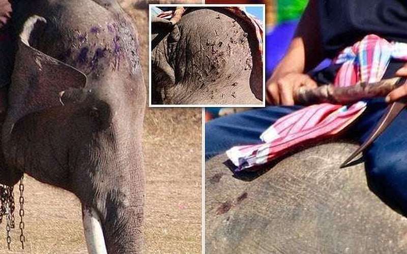 image for Australian tourists urged not to ride elephants in Thailand