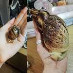 image for The amount of growing my snail has gotten done in under a year. From a 4cm shell to a 17cm shell.
