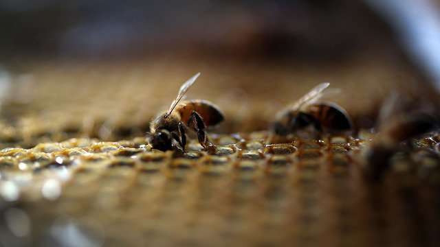 image for Florida beekeeper says someone is poisoning his honey bees, 7 million possibly dead