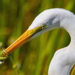 image for This green snake wrapped itself around the Great White Herons beak to prevent the bird from eating it