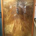 image for This is an intact human nervous system that was dissected by 2 medical students in 1925. It took them over 1500 hours. There are only 4 of these in the world.