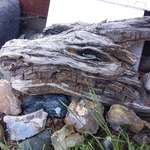 image for I found a piece of driftwood that looks like a dragon's head.