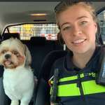 image for Dutch police save dog from hot car