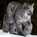 image for 🔥 The Canadian Lynx 🔥