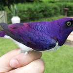 image for Amethyst Starling