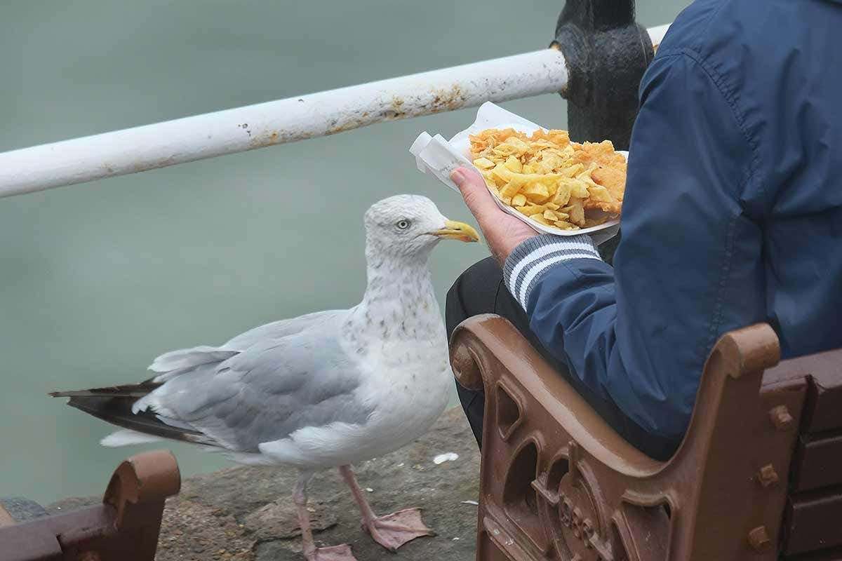 image for Staring down seagulls can stop them stealing your chips