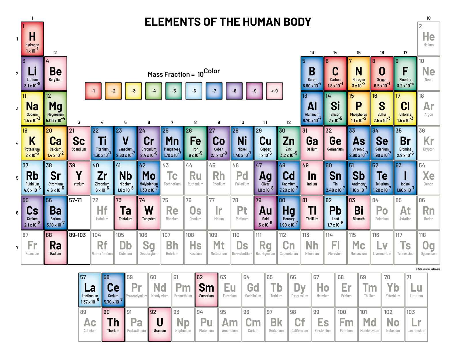 image for Elements in the Human Body and What They Do