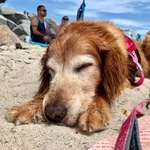 image for This sleepy girl turned 13 last week. I took her to her favorite beach to celebrate.