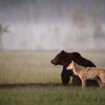 image for This wolf and bear pair were documented travelling, hunting and sharing food together for 10 days.