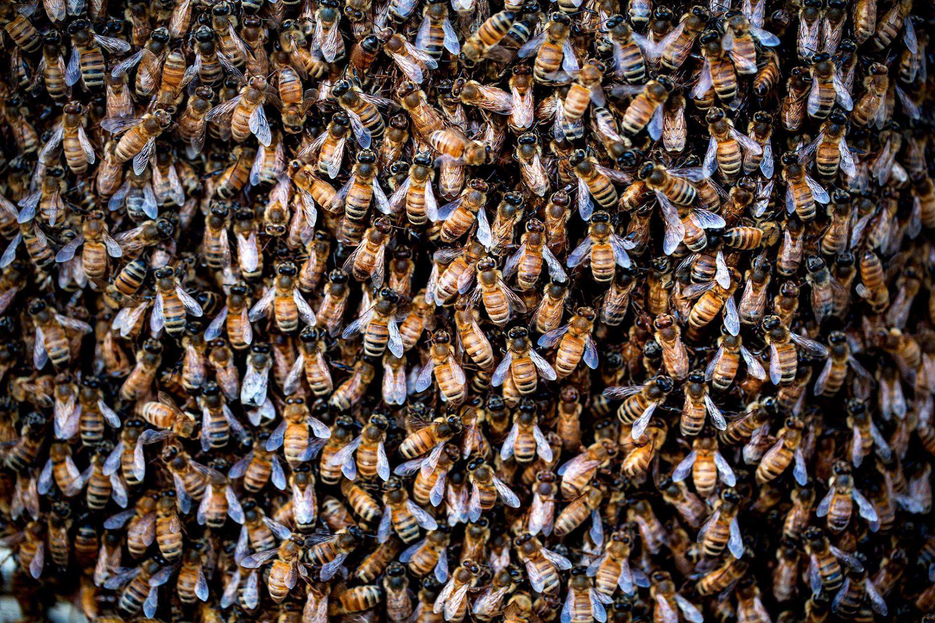 image for Insect 'apocalypse' in U.S. driven by 50x increase in toxic pesticides