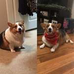 image for It has taken 2 years since we adopted her, but Reba has dropped more than half her weight and I couldn’t be more proud of her.
