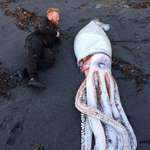 image for Giant squid washed up on New Zealand beach