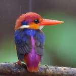 image for 🔥 Oriental Dwarf Kingfisher posing in the rain 🔥