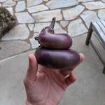 image for We grew an eggplant that looks like the poop emoji.