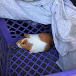 image for Someone threw away their guinea pig in the dumpster. I've got a new pet now.