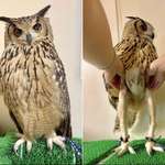image for Thanks I hate owl legs