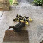 image for Every year this mama duck brings her babies to my house and I help her take care of them. This morning I opened my door to 13 new peeping fluff balls.