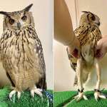 image for Apprently owls have a pair of slender legs under their fluff